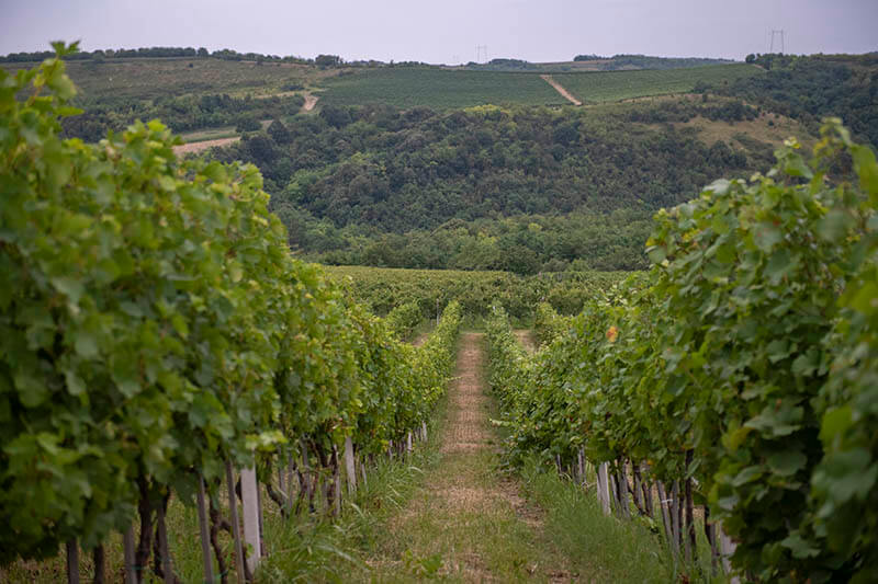 Bikicki vinogradi